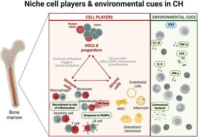 Exploring the intricate cross-talk between clonal expansion and the bone marrow niche